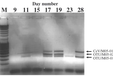 Fig. 4. Temporal diversity of viruses, investigated by amplification of a fragment of the viral major capsid protein gene sequence using degenerated PCR primers