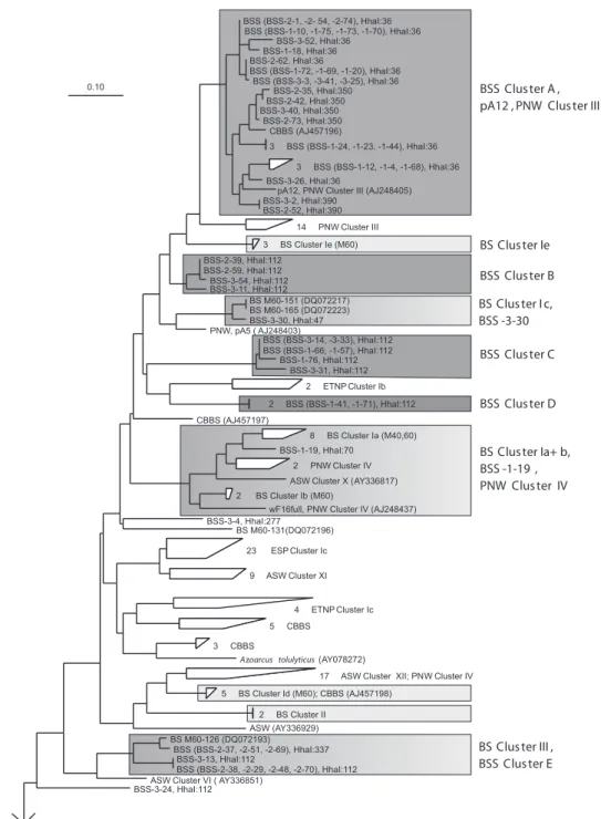 Fig. 5. Phylogenetic tree of nirS sequences clustering in marine Cluster I. nirS sequences from sediment samples from the Baltic Sea were labelled with BSS