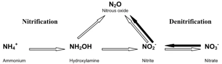 Fig. 1. Conceptual model indicating the major pathways for N 2 O formation regarded in this study