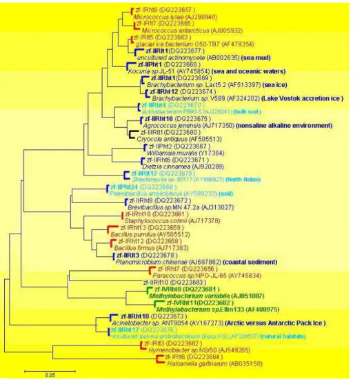 Fig. 4. Maximum Parsimony phylogeny of culturable bacterial 16 S rRNA sequences amplified from the four samples