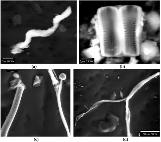 Figure 1. ESEM images of microorganisms from different depths of Vostok ice: (a) chain of unseparated  vibrions (spirilla) considered morphotypes of sulfate-reducing bacterium (cf