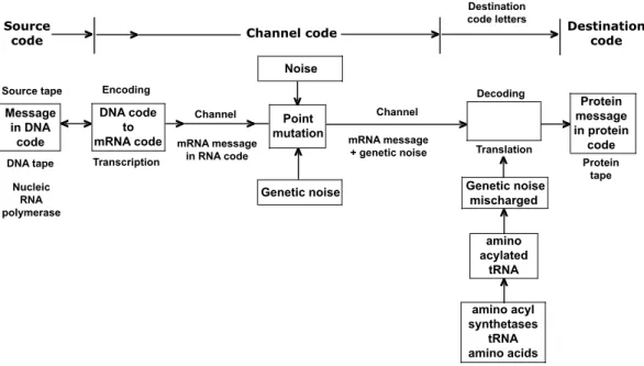 Fig. 1. The transmission of genetic message from the DNA to the protein tape using a trans- trans-mission channel that is embodied in the gene expression machinery