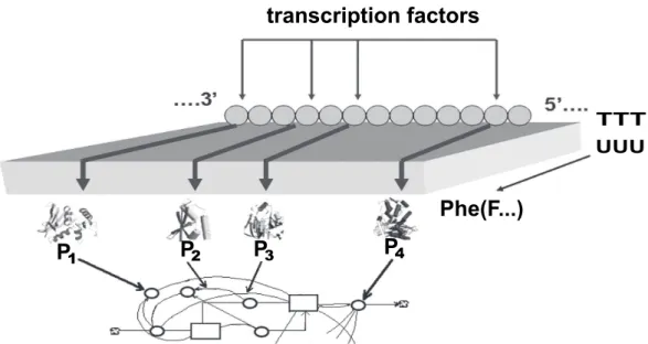 Fig. 2. Scheme of regulation of gene expression by transcription factors and participation of gene expression products (P 1 , P 2 ...P n ) in the regulation of metabolic pathways