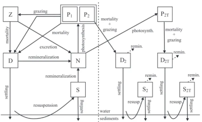 Fig. 2. Scheme of the biogeochemical model. The left half is the basic trophic chain model