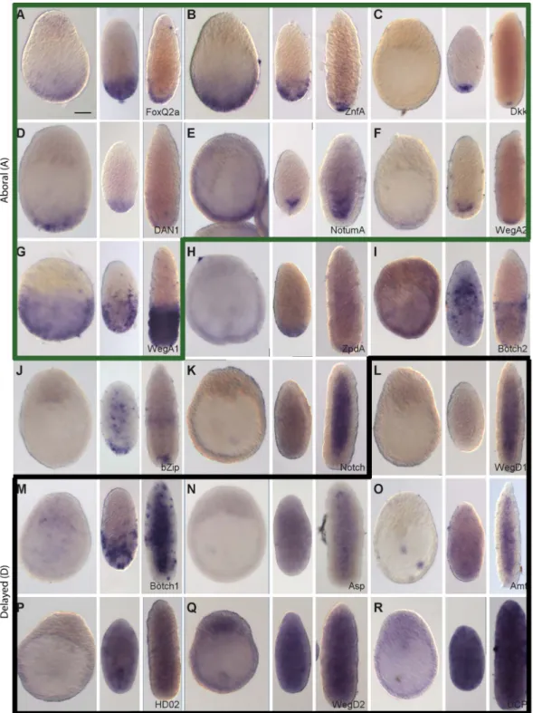 Figure 3. Preferential expression of Wnt3-MO-embryo over-expressed transcripts in aboral domains and planulae