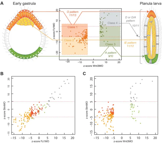Figure 7. DGE responses correlate with spatial expression profiles. A) Schematic representation of the 4 types of expression profile observed amongst characterized transcripts (see Figure 4) at early gastrula (left) and planula (right) stages, showing thei