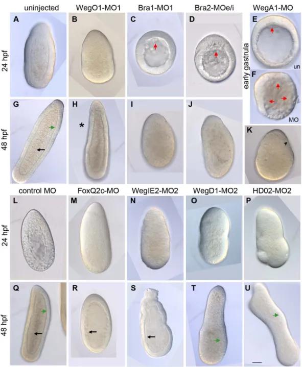 Figure 9. Morpholinos targeting conserved and cnidarian-specific transcripts disrupt development