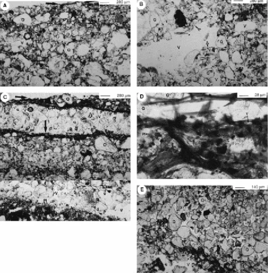 Fig. 4. Photomicrographs of vertical thin sections of studied soils. (a–b) Soil with moderate  cyanobacterial cover