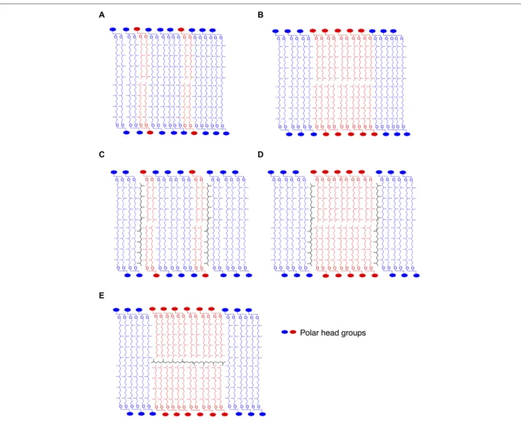 FIGURE 5 | Stylized schematic representation of lipid organization in putative archaeal membrane models