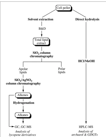 FIGURE 1 | Experimental scheme showing the different steps considered for the extraction of the apolar and core lipids of