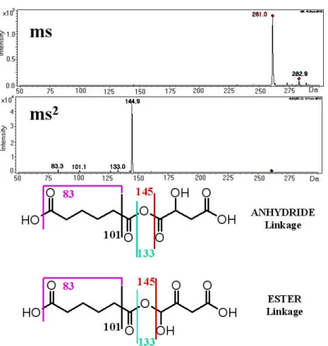 Fig. 5. Mass spectral data and structural analysis of peak with [M-H] − of 261 Da. Top: MS spectrum at peak apex