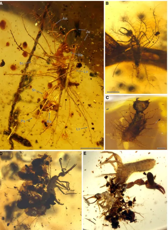 Fig. 1. Chrysopoid larvae from Mid-Cretaceous Burmese amber. (A) Morphotype CI, BA12018