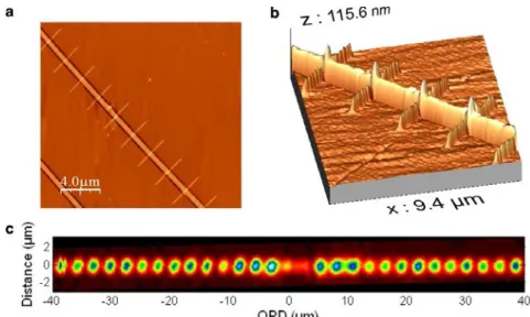 Figure 3: nanowires structures: a) AFM topography image of the nanostructured waveguide surface  showing nine 4 mx50nm lithographic gold stripes crossing the silicon waveguide