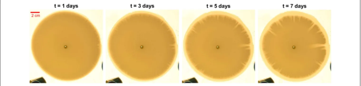 FIGURE 2 | Experimental photos of the developing fingering pattern at different moments of time