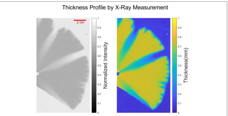 FIGURE 5 | (Left) X-ray image of dissolved plaster sample captured by X-ray thickness gauge REX-CELL 4X from Flow Capture