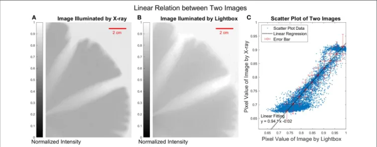 FIGURE 6 | (A) X-ray image of the plaster sample. (B) Image illuminated by light box of the white light