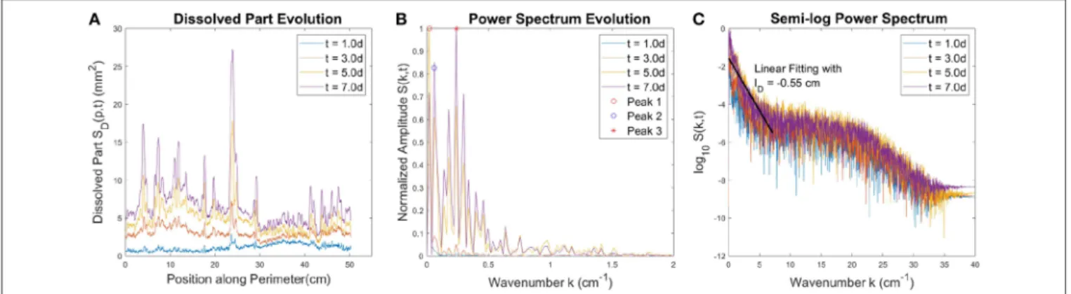 FIGURE 8 | (A) The local dissolved part S D (p, t) at different time moments. (B) The power spectrum of S D (p,t) profiles presented in (A)