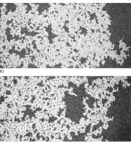 Figure 9. Comparison of an invading cluster geometry achieved in a low amplitude and frequency experiment (a) with typical capillary fingering structure (b)