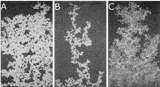 Figure 3. Examples of breakthrough images of the invading cluster created in a drainage process stimulated with the oscillating pressure