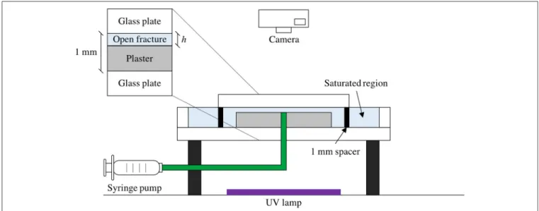 FIGURE 1 | Schematic diagram of experimental setup. A circular Hele Shaw cell (spacing 1 mm) contains a saturated plaster plate with a small gap (h = 50.0 µm) above the plaster