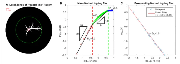 FIGURE 2 | Measurement of fractal dimension from experimentally derived images. (A,B) Show the mass fractal dimension estimation method