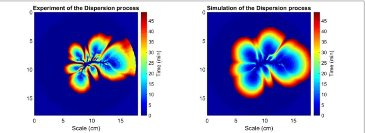 FIGURE 4 | Dynamic process of dispersion with time evolution, time duration 50 min. (Left) Data derived from experimental images; (Right) Equivalent data obtained from numerical simulation.