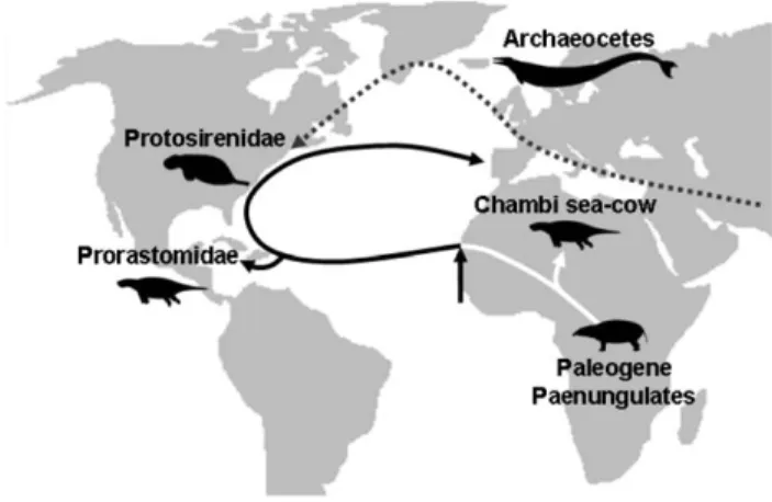 Figure 6. Hypothetical dispersal routes of stem sirenians (solid line) and archeocetes (dotted line) during the Early and early Middle Eocene, after 46