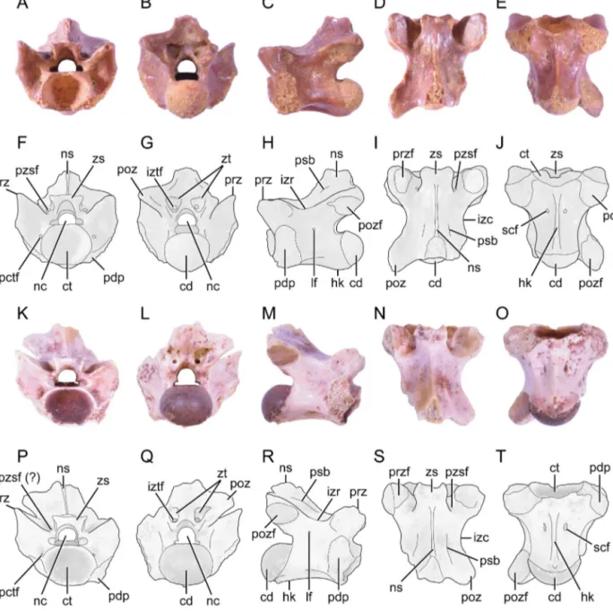 Fig. 1. Photographs and interpretative line drawings of trunk vertebrae of Lapparentophis ragei sp