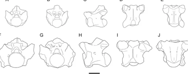 Fig. 2. Comparison of the holotype trunk vertebrae of Lapparentophis ragei sp. nov. (A–E) and L