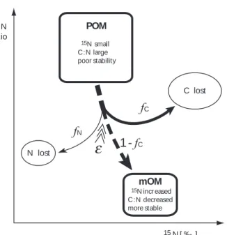Fig. 1. Conceptual model of the transition of organic matter from particulate organic matter (POM) to mineral-associated organic matter (mOM)