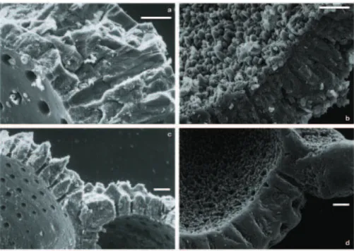 Fig. 8. SEM images of wall-cross sections of opened planktonic foraminiferal chambers: (a) N