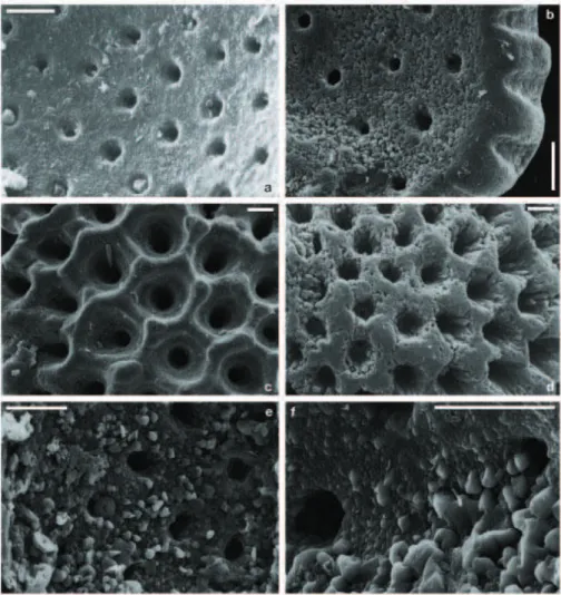 Fig. 7. SEM images of the wall-surface texture of opened planktonic foraminiferal chambers: (a) G