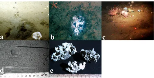 Fig. 3. Images of the seafloor observations showing (a) a stream of methane bubbles, (b) bacterial mats and (c) sessile macro fauna on exposed carbonates