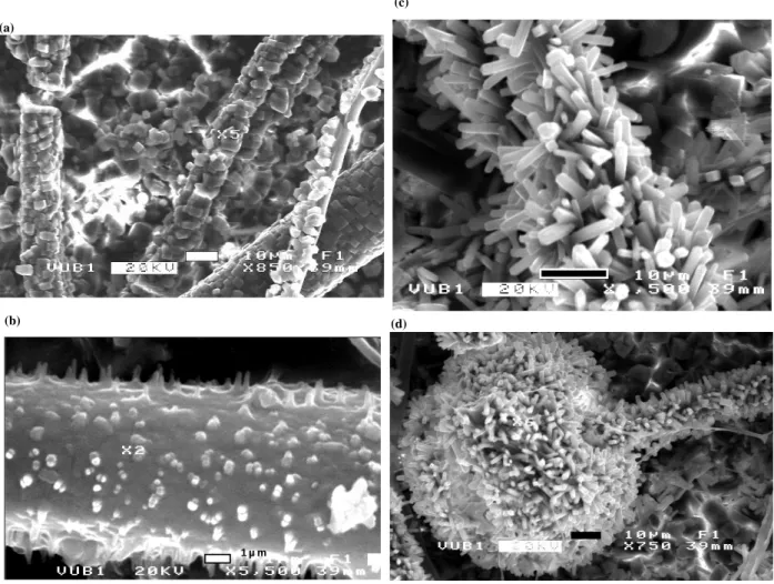 Fig. 18. SEM images of various Ca-oxalates encrustation on fungal hyphae produced by fungal interaction with SSW
