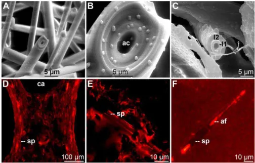 Fig. 8. Morphology of demospongian spicules showing the zonation of the silica shell of the spicules from Suberites domuncula
