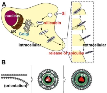 Fig. 9. Schematic outline of spicule formation in S. domuncula. (A) The initial steps of spicule synthesis occur intracellularly where the silicatein is processed to the mature form