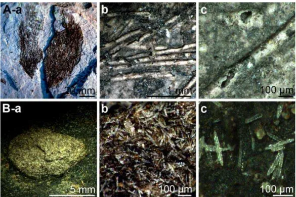 Fig. 4. Fossil marine and freshwater sponge. (A) One of the oldest fossil marine sponge in body preservation are known from the Lowermost Cambrian Sansha section (Hunan, China); Solactiniella plumata (Hexactinellida) (A-a)