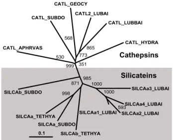 Fig. 5. Phylogenetic relationship of the silicateins, the enzyme which catalyzes the polymerization process of biosilica in the sponge spicules