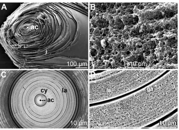Fig. 6. Morphology of hexactinellid spicules. Concentric organization of the silica layers of giant spicules and giant basal spicules from Monorhaphis intermedia (A to D)