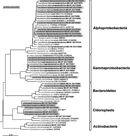 Fig. 6. Maximum Likelihood tree of 16S rRNA gene sequences of free-living and particle- particle-associated bacteria derived from DGGE bands of the three mesocosms M2 (3×CO 2 ), M5 (2×CO 2 ), and M8 (1×CO 2 )