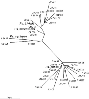 Fig. 2. Unrooted phylogram of an 860 bp region of the 16S rDNA gene of the fluorescent pseudomonads in OTU A