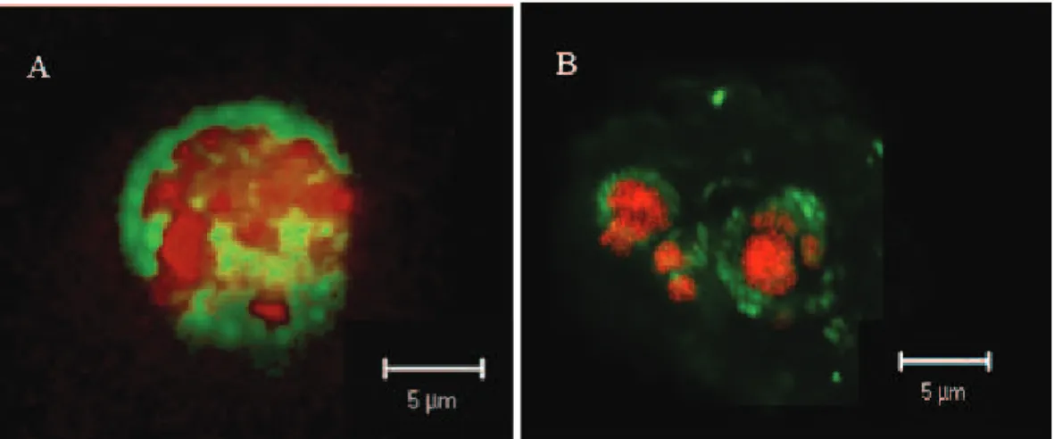 Fig. 6. Dual hybridizations with fluorescently labeled rRNA targeting oligonucleotide probes.