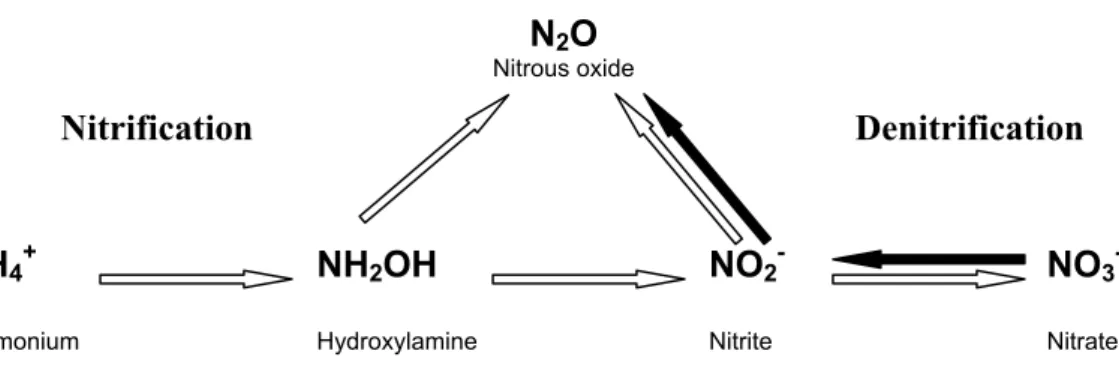 Fig. 1. Conceptual model indicating the major pathways for N 2 O formation regarded in this study