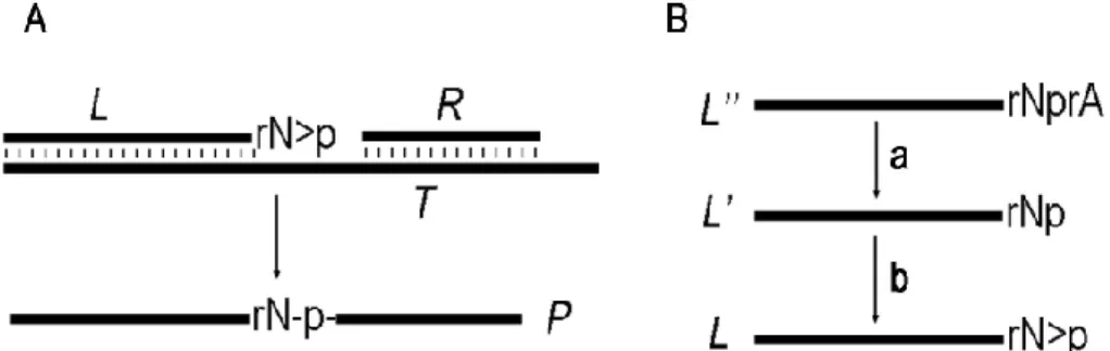 Fig. 1. (A) The oligonucleotide system used for investigation of the nonenzymatic ligation re- re-action