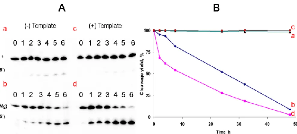 Fig. 5. Stability of isolated 3 0 ,5 0 and 2 0 ,5 0 RNA linkages within the P 0 (a, c) and P(Mg) (b, d) in the absence (a, b) and in the presence (c, d) of DNA-complement