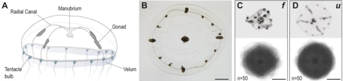 Figure 1. The morphology of  Clytia medusae is better preserved after urea-based in situ  hybridization (u), with respect to the classical, formamide-based, protocol (f)