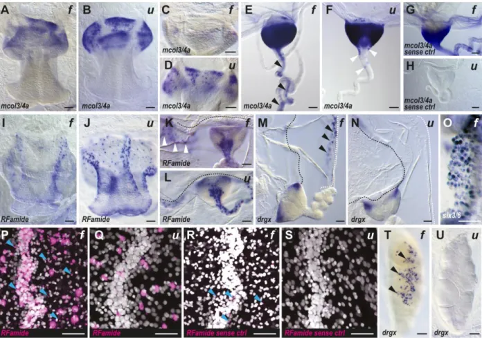 Figure  2.  Improved  sensitivity  and  signal-to-noise  ratio  with  the  urea-based  in  situ  hybridization method on Clytia medusa