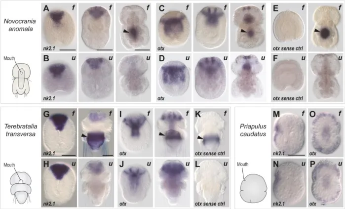 Figure  3.  In  situ  hybridization  on  developmental  stages  of  two  brachiopods  and  a  priapulid  worm  using  either  formamide  (f)  or  urea-based  (u)  methods