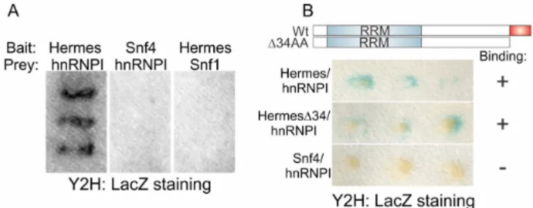 Figure 4. Hermes/Rbpms interacts with another Nanos1 binding protein: To identify proteins that  might interact with Hermes/Rbpms during early oogenesis, a Xenopus cDNA library (Clontech) was  screened using a yeast two-hybrid (Y2H) system