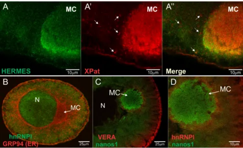 Figure 5. Cellular distribution of Hermes/Rbpms, hnRNP I, Vg1RBP/Vera, and Xpat proteins in the  stage I/II oocytes